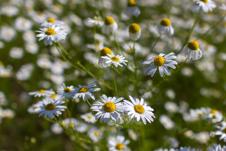 chamomile field in summer - soft focusの写真素材