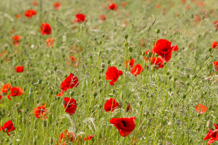 wild poppy flowers - soft focusの写真素材