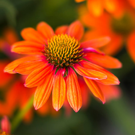 echinacea - coneflowers in the garden - soft focusの写真素材