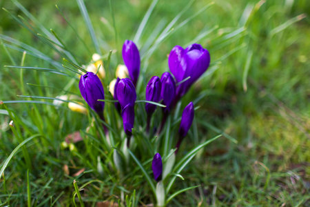 crocus flowers - one of spring flowersの写真素材