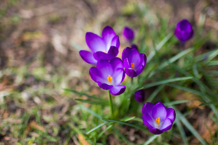 crocus flowers - one of spring flowersの写真素材