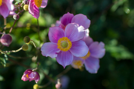 Anemone hupehensis. Commonly known as the Chinese anemone or Japanese anemone, thimbleweed, or windflowerの写真素材