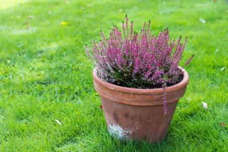 Blooming heather in a clay flower pot in the garden - close upの写真素材