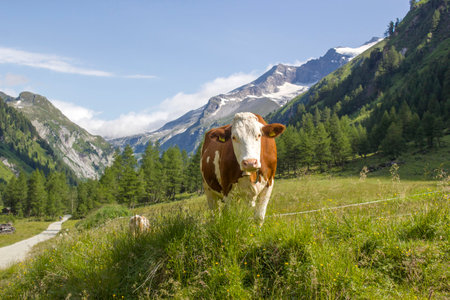 cow in Austrian Alps - High mountains of hight Tauern around Grossglockner. Austria.の写真素材