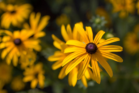 Flowers - Rudbeckia fulgida or Goldsturm in full bloom in the garden.の写真素材