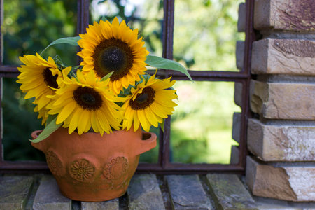 Sunflowers (helianthus) in a vase in old windowの写真素材