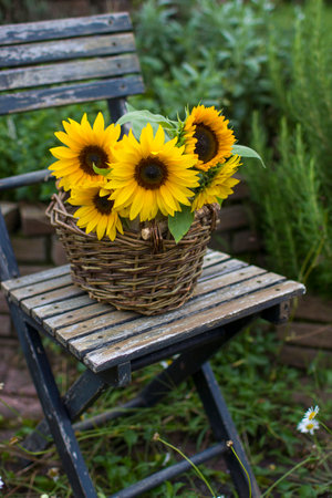 Sunflowers (helianthus) in a basket on chair in the gardenの写真素材