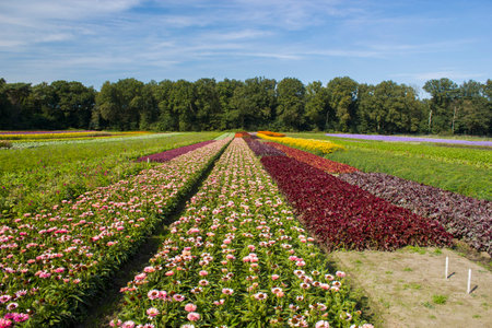 flower field - rudbeckia, echinacea flowersの写真素材