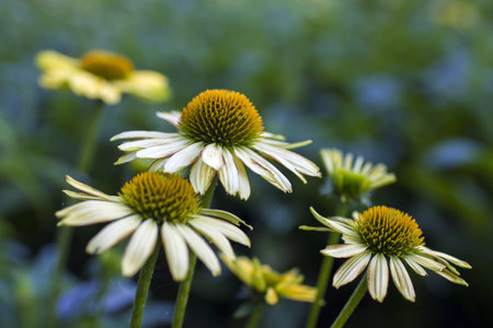 Echinacea purpurea - coneflowers in the garden - soft focusの写真素材