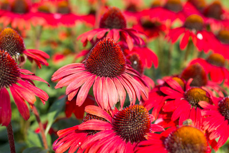 Rudbeckia flowers in the garden - soft focusの写真素材