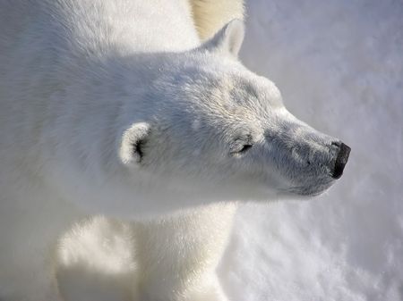 Polar bear catching the first morning lights showing perfect texture of the fur, close-up, low key and soft.の写真素材