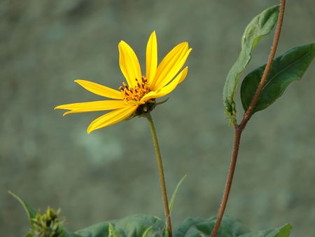 Single yellow rudbeckia flower with leaves against green natural background.の写真素材