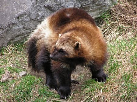 Close-up of a wolverine showing the full body with its thick coarse fur and its long, sharp claws.の写真素材
