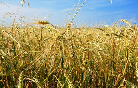 Beautiful barley and oat field with cereal plant growing in all directions, chaos concept.の写真素材