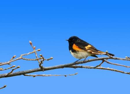 Spring season: American redstar warbler on branch with buds.の写真素材