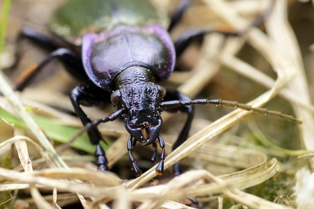 Lurking among the grass, a predato:r the purple-rimmed ground beetle, Carabus nemoralis, great details of the insect face and madibule.の写真素材