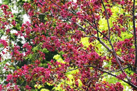Beautiful cherry tree in bloom with its dark pink flowers against the tender green leaves of a Tilia all part of the yard's landscape, beautiful spring floral background.の写真素材