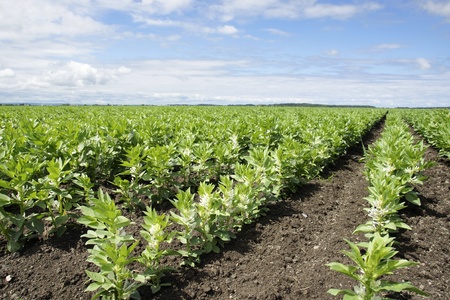 Rows of beautiful green broad or fava bean in bloom, a cultivated field  making a great agriculture...