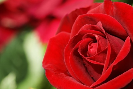 Eternal love symbol: beautiful red rose shot in the garden on a sunny day.の写真素材