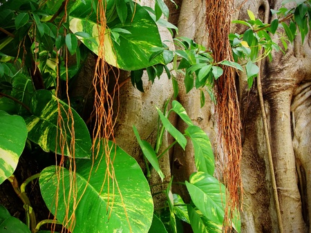 Beam of light piercing through the lush green foliage of the jungle with ficus, fig tree trunk covered by competing plants with aerial root system, beautiful tropical background.の写真素材