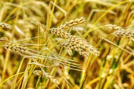 Food or agriculture concept: beautiful golden yellow ears of wheat in a farm cereal field.の写真素材