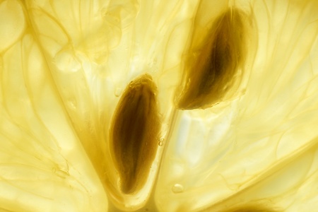 Great detail macro of a lemon slice against window to make it see through, dynamic almost abstract food background.の写真素材
