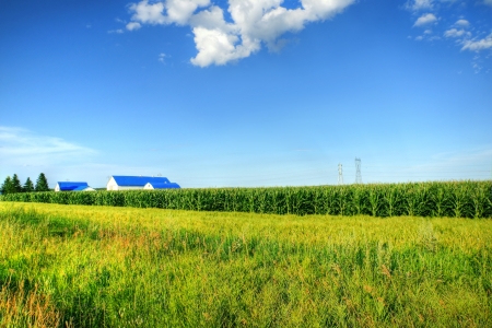 Rural landscape with grown corn field hiding the farm and barns and electricity pylons and cables, vivid hdr rendering.の写真素材
