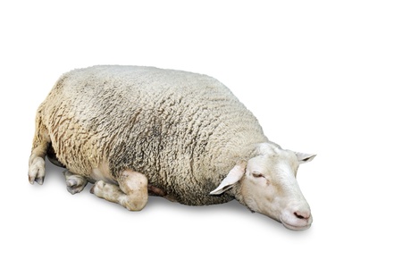 Great details of a very cute sleeping sheep with lots of wool, isolated on white with copy space.の写真素材
