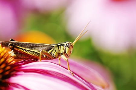 Great detail macro shot of a red-legged grasshopper, Melanophus femurrubrum, amongst pink coneflowers,perfect insect or nature wallpaper.の写真素材
