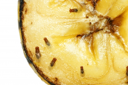 Macro of common fruit flies (Drosophila melanogaster) on piece of rotting banana fruit.の写真素材
