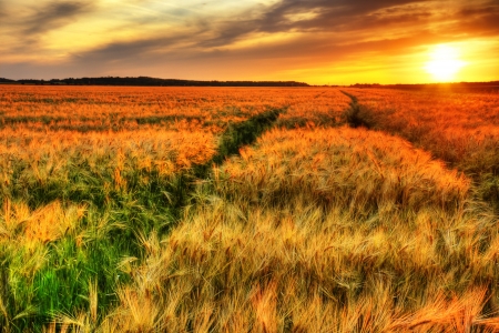 Breath talking landscape of colorful sunset over a ripening cereal field, wheat or barley, hdr rendering.の写真素材