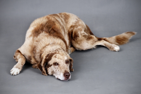 Cute and funny looking large spotted brown dog resting, could be tired, old, injured or ill.の写真素材