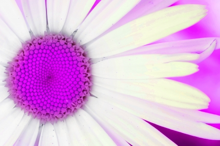 Artistic pink interpretation of a daisy flowerの写真素材