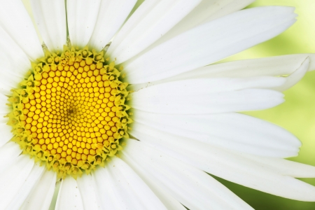 Artistic macro of a daisy flowerの写真素材