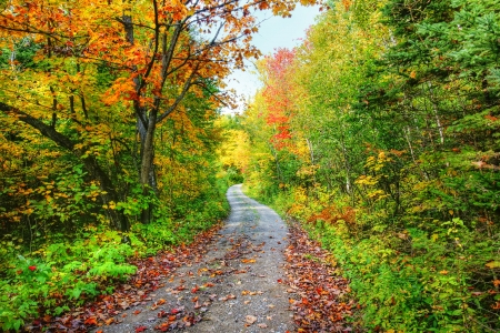 Road in the beautiful forest and colorful trees of fall.の写真素材