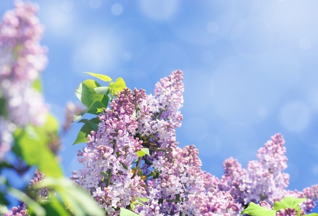 Lilac tree in bloom, purple flowers contrasted by a bright blue sky,light effectsの写真素材