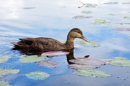 Beautiful American black duck on a lakeの写真素材