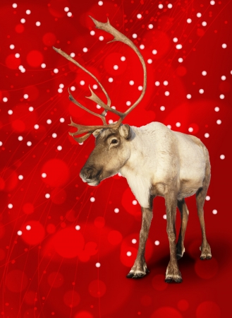 Caribou reindeer on red Christmas bokeh background.の写真素材