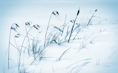 Winter scene with cold frozen reeds in the windの写真素材