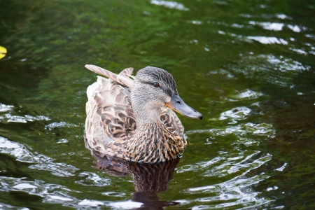 Mallard duck on green pond watersの写真素材