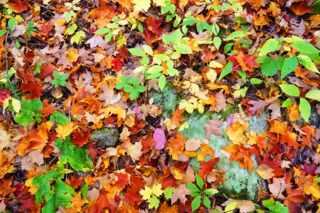 Nature background: fall or autumn maple leaves on forest floorの写真素材