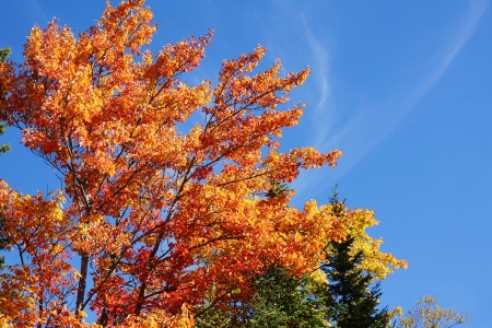 Beautiful orange and red leaves of a sugar maple tree, Acer saccharum, in the fall or autumnの写真素材