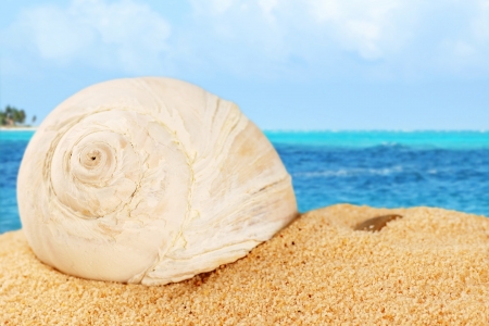 Large snail shell on the beach sand with Caribbean sea backgroundの写真素材