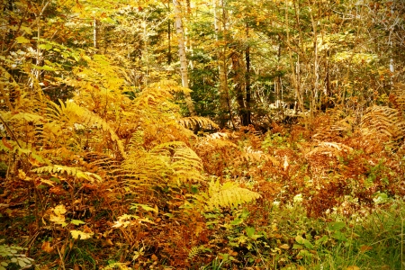 Dense forest underbrush with ferns and other bushes, dramatic yellow fall color nature backgroundの写真素材