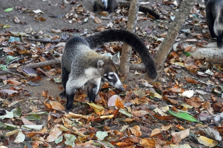 Cute tropical animal: white-nosed coati, Nasua narica, foraging.の写真素材