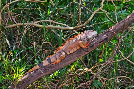 Large wild green iguana on branch in Costa Ricaの写真素材