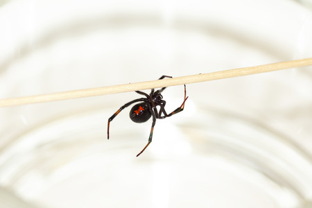 Deadly female black widow spider, Latrodectus mactans, with red hourglass shape underneath her abdomen.の写真素材