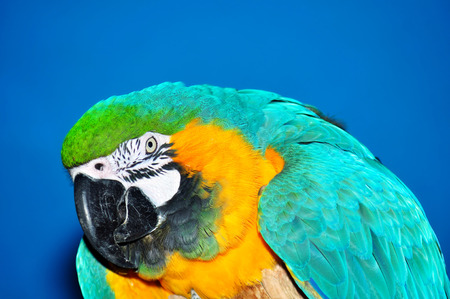 Beautiful blue and gold macaw, Ara ararauna, looking over blue backgroundの写真素材