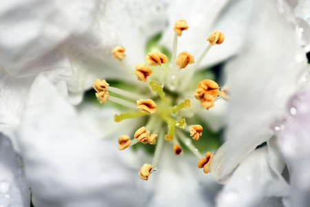 Artistic and different perspective looking inside a wet apple tree flowerの写真素材