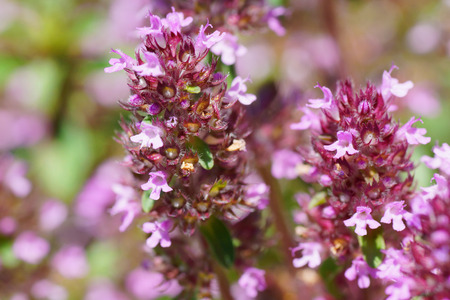 Little thyme purple flowers, Thymus serpyllum, floral backgroundの写真素材